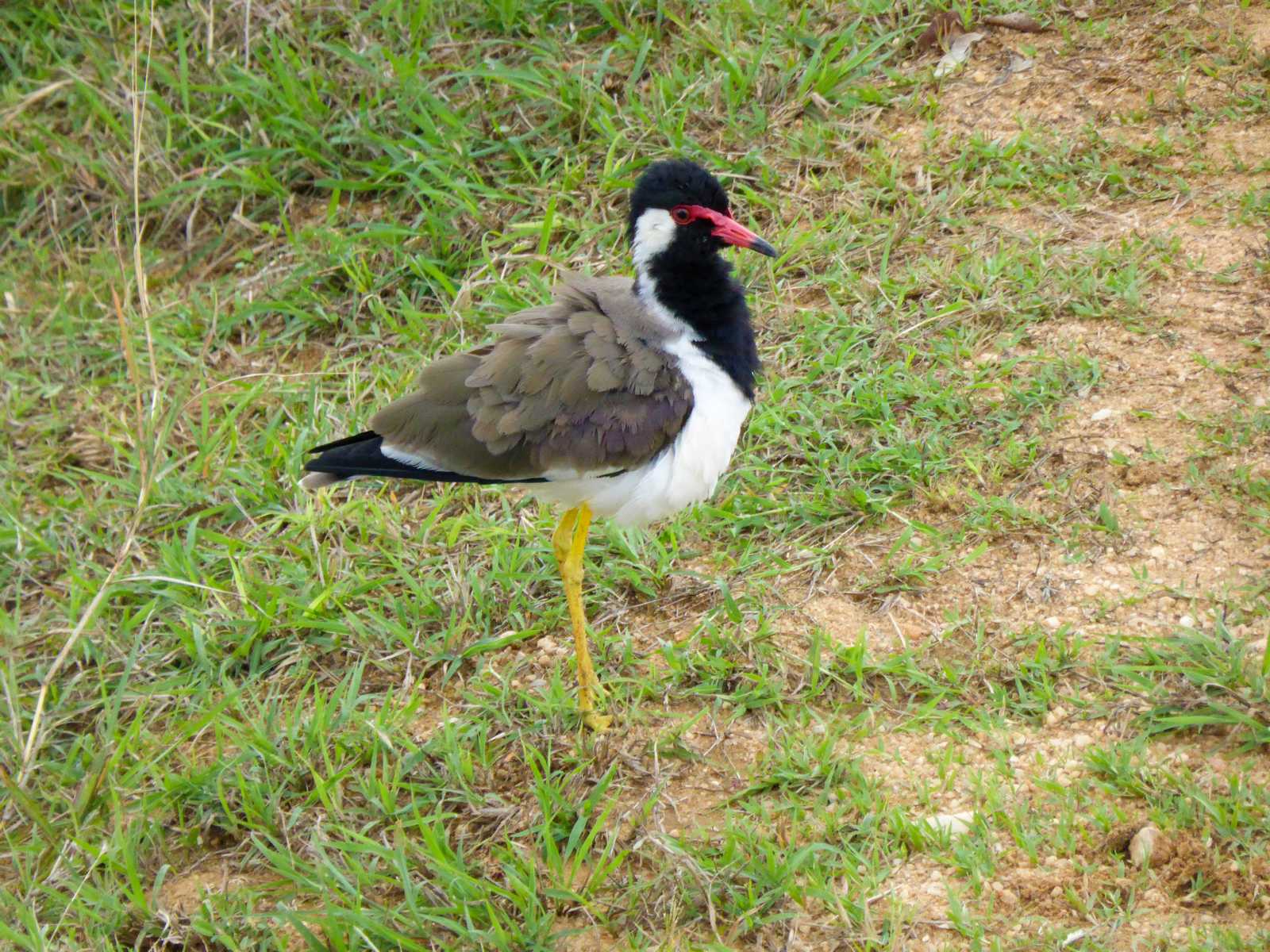 K1600_Sri Lanka 150908103915