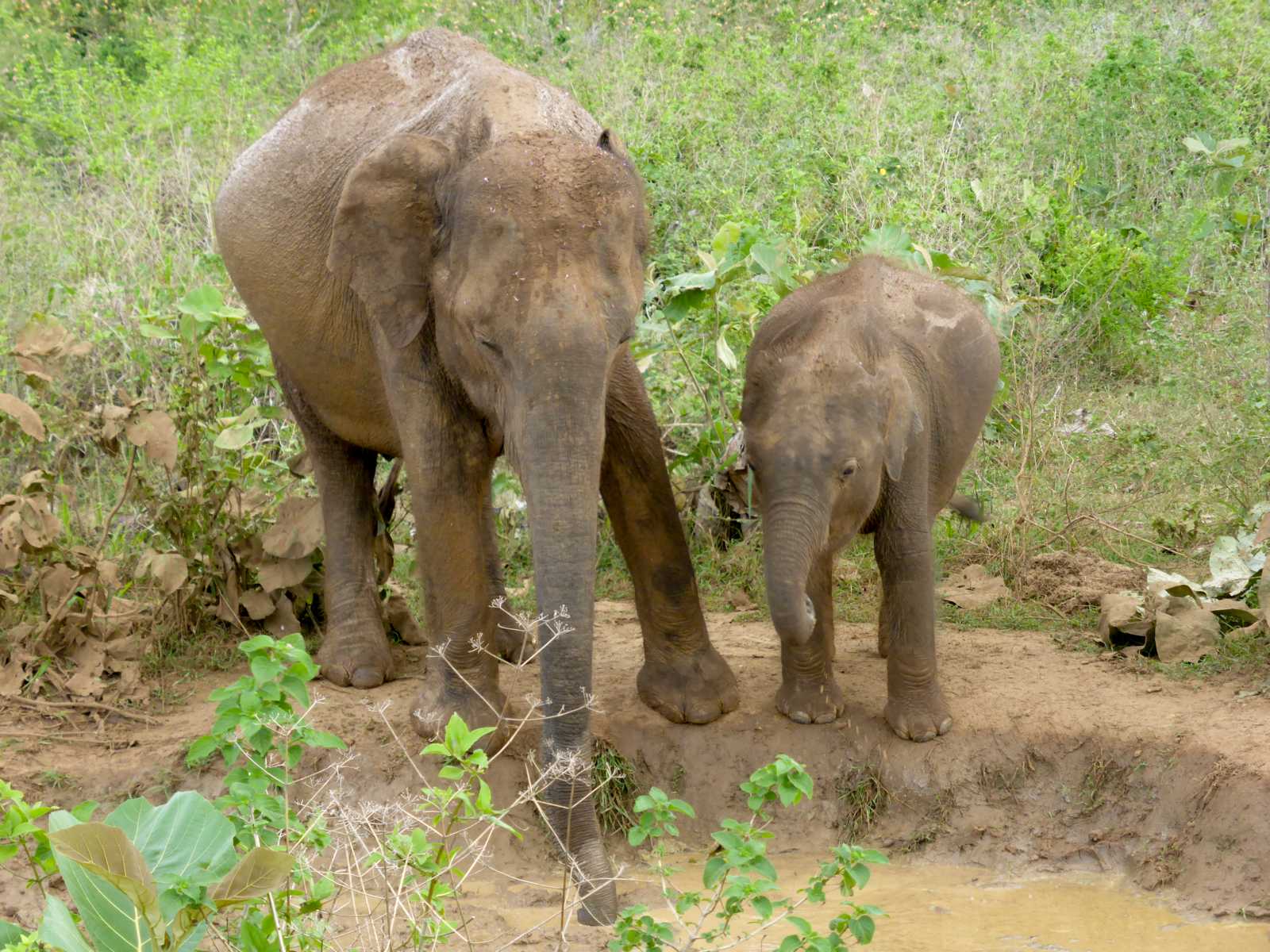 K1600_Sri Lanka 150908103928