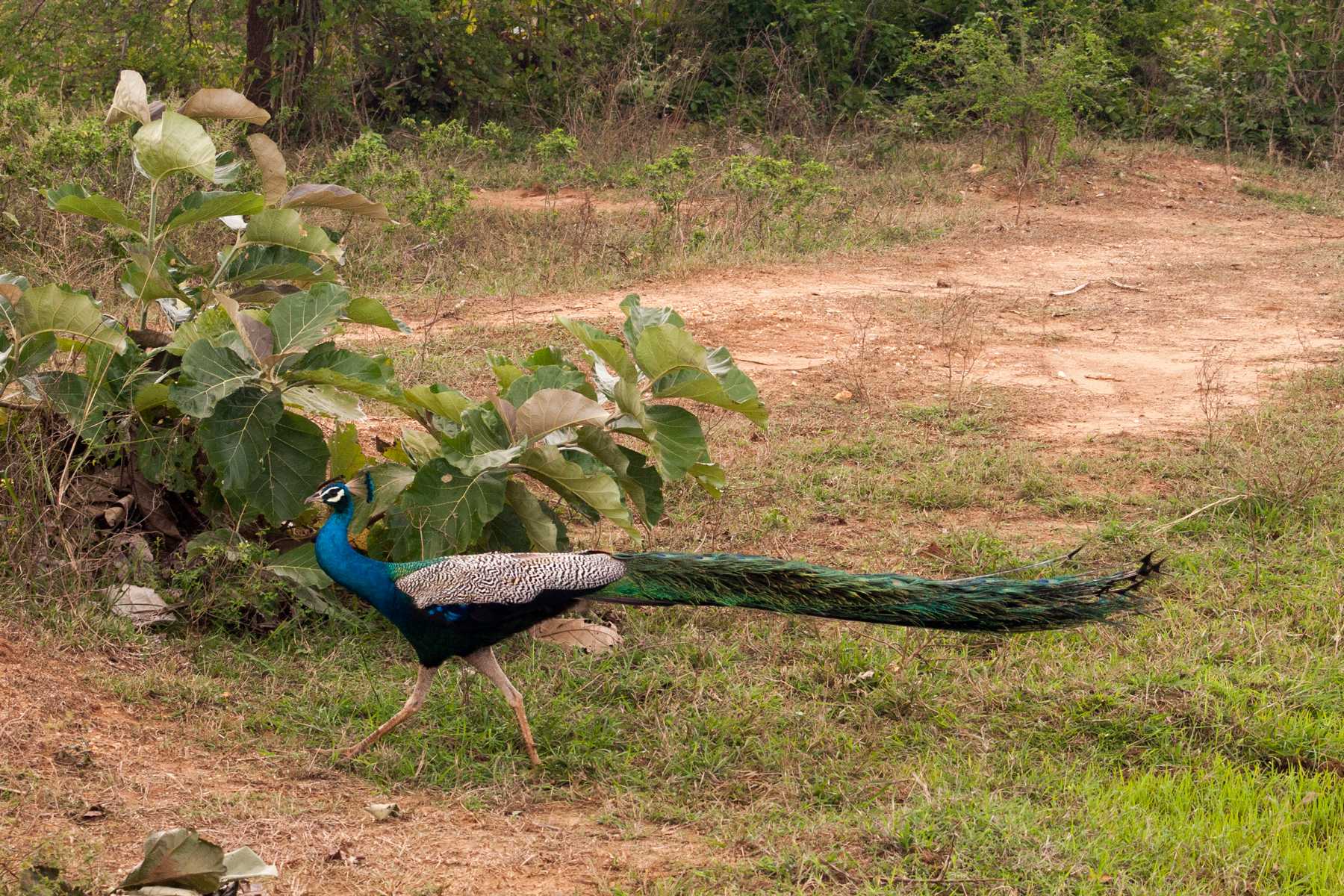 K1600_Sri Lanka 150908110110