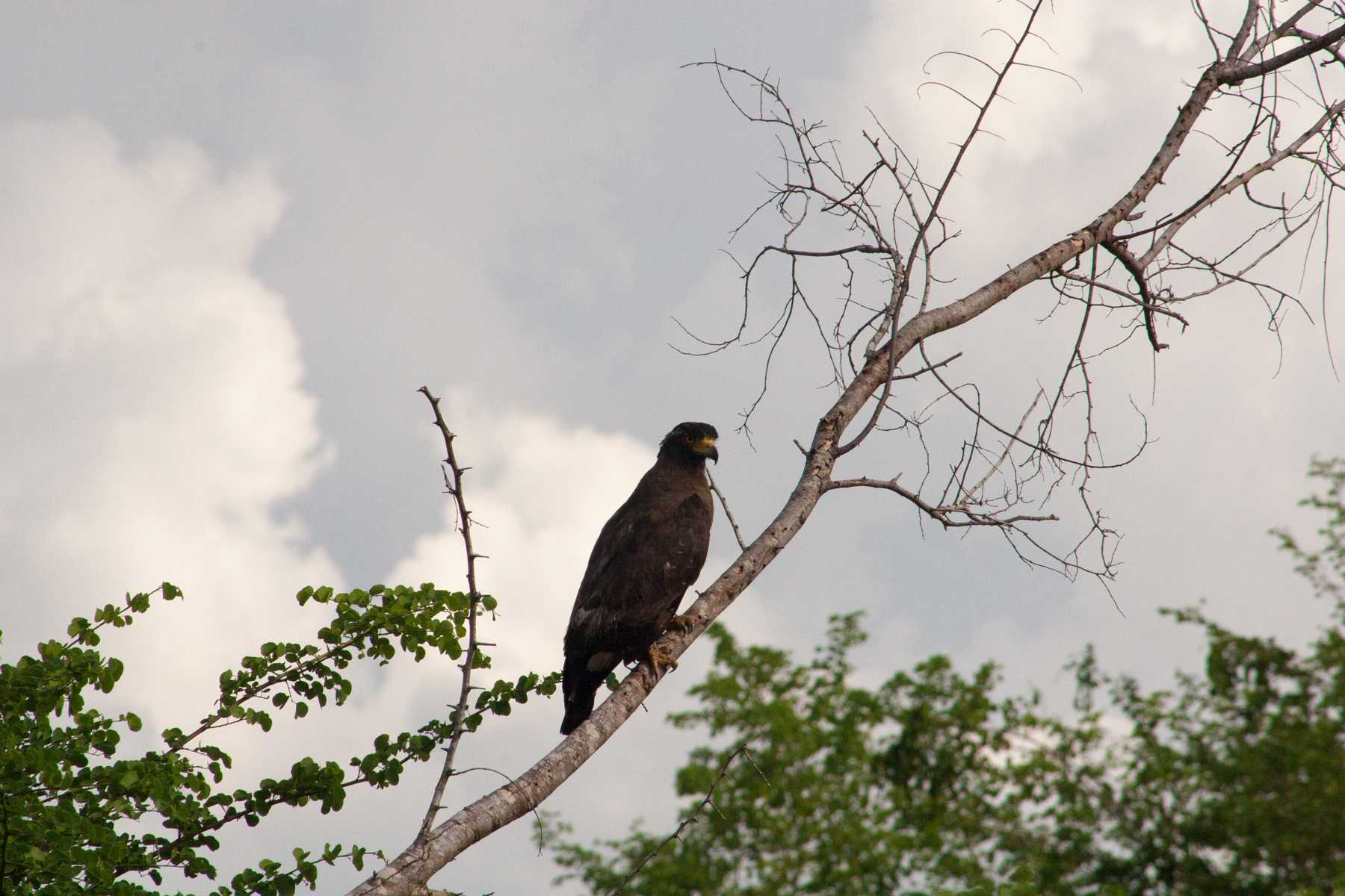 K1600_Sri Lanka 150908112507