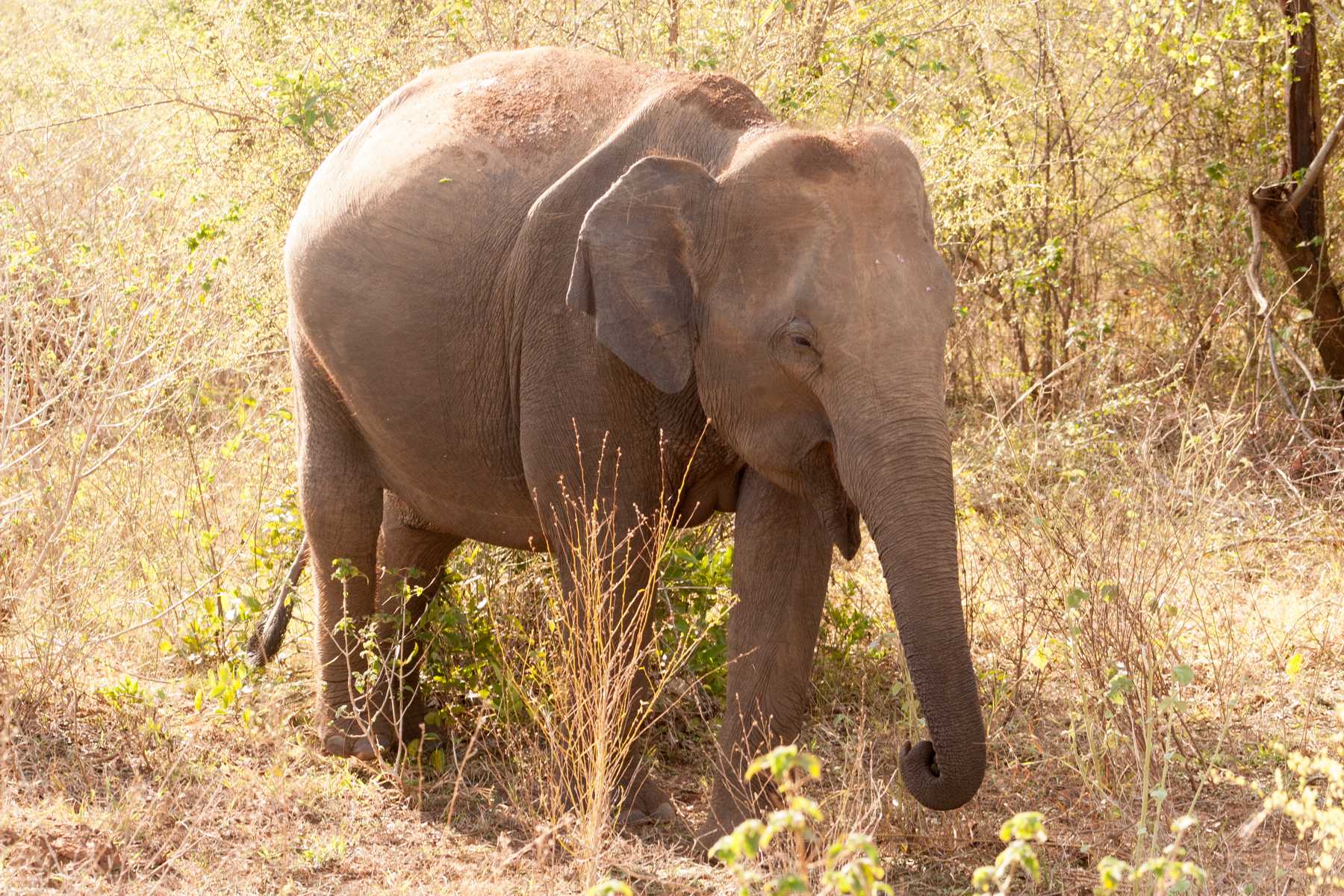 K1600_Sri Lanka 150908121947