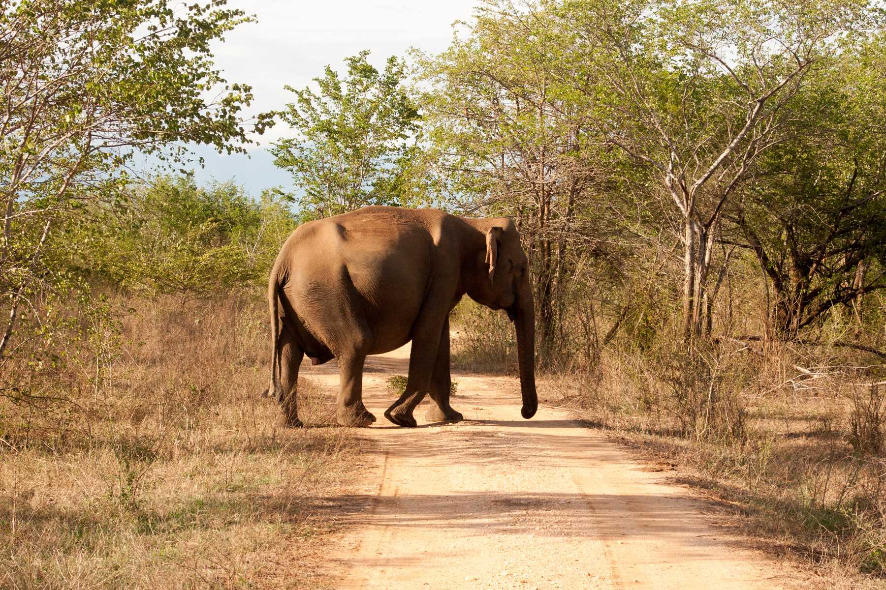 K1600_Sri Lanka 150908122057