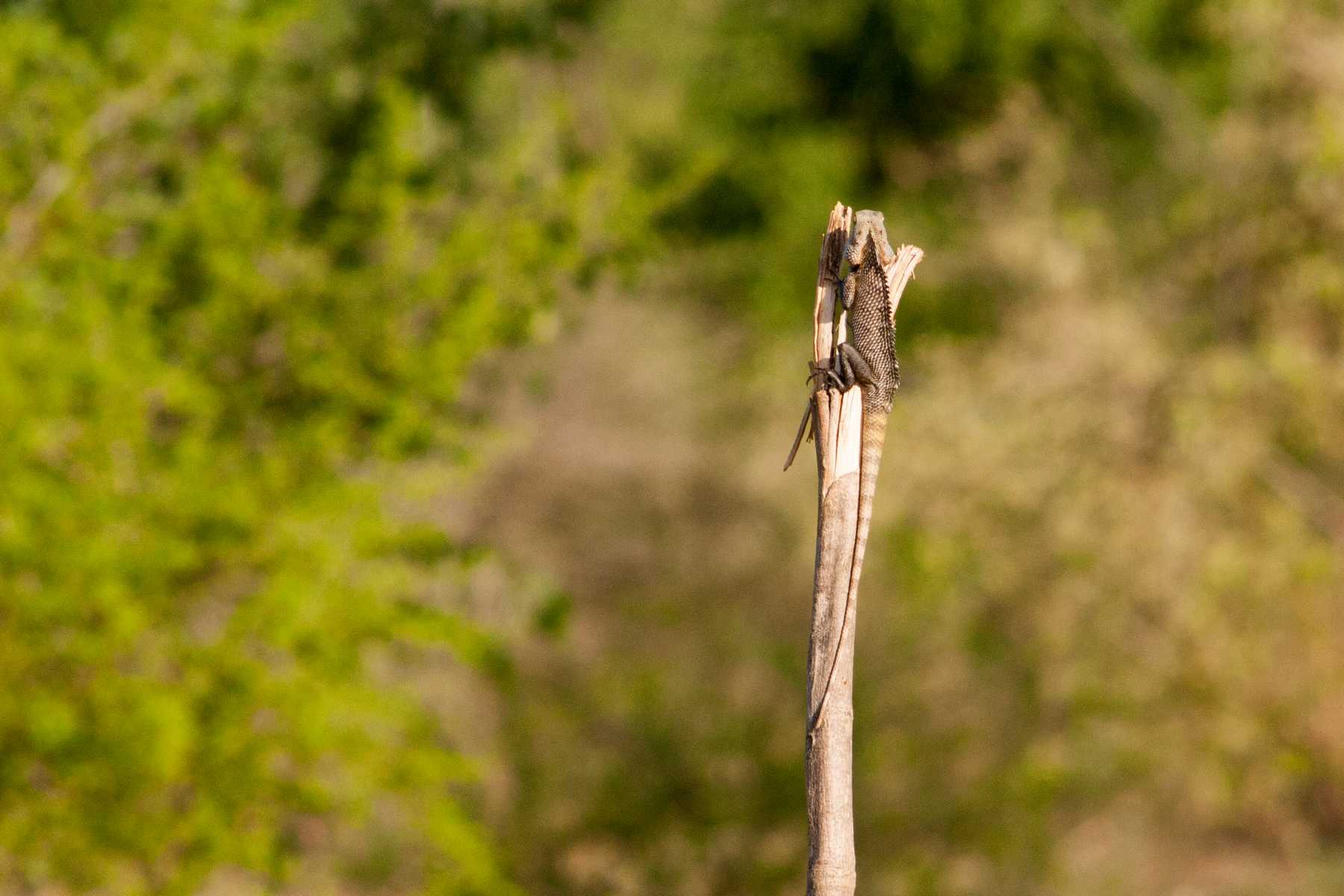 K1600_Sri Lanka 150908123447