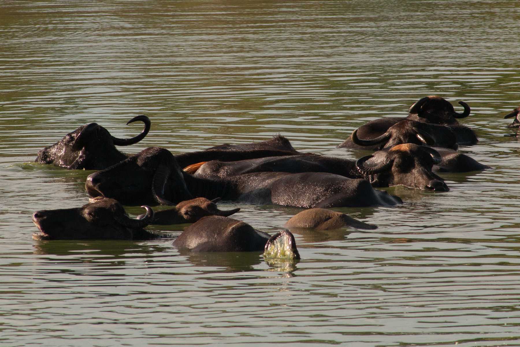 K1600_Sri Lanka 150908123823