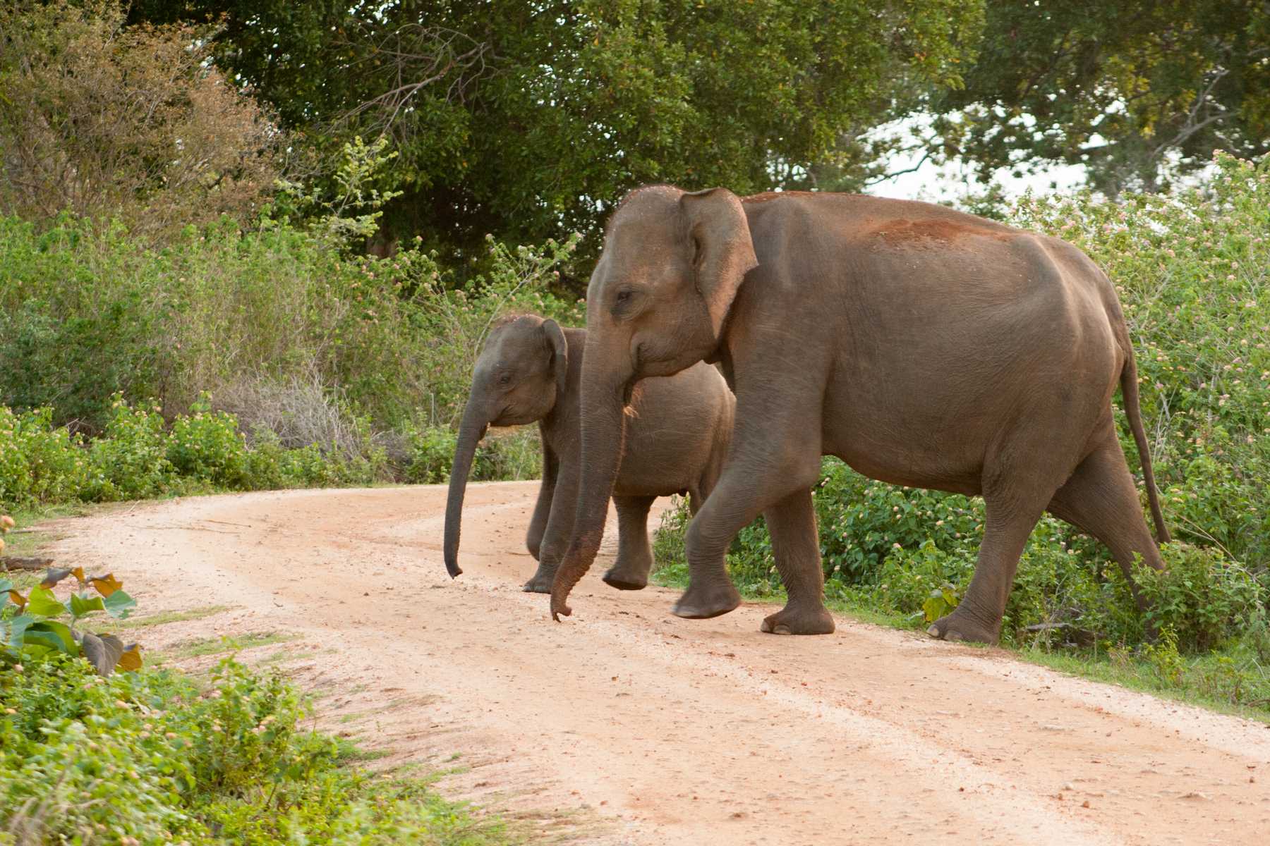 K1600_Sri Lanka 150908133350